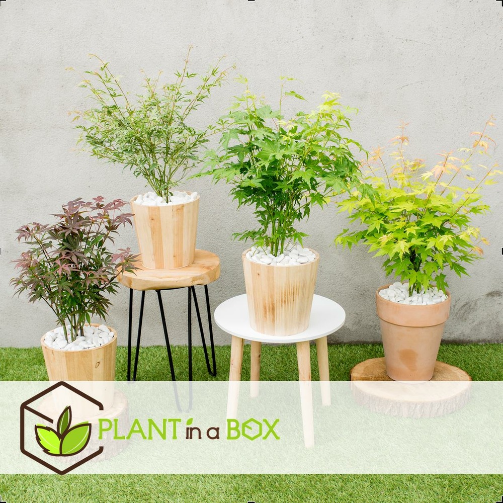 Acer palmatum - set de 8 - erable du japon - pot 10,5cm - hauteur 25-40cm