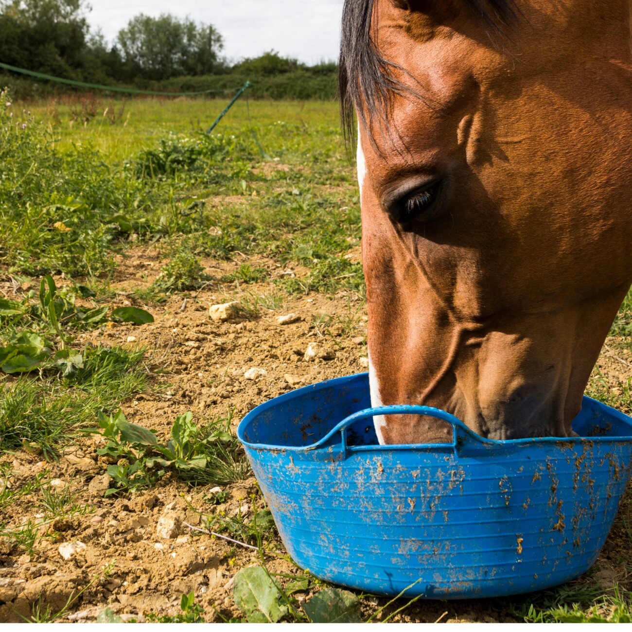 Lyra Pet Lyra Horse Senior Müsli Pferdefutter