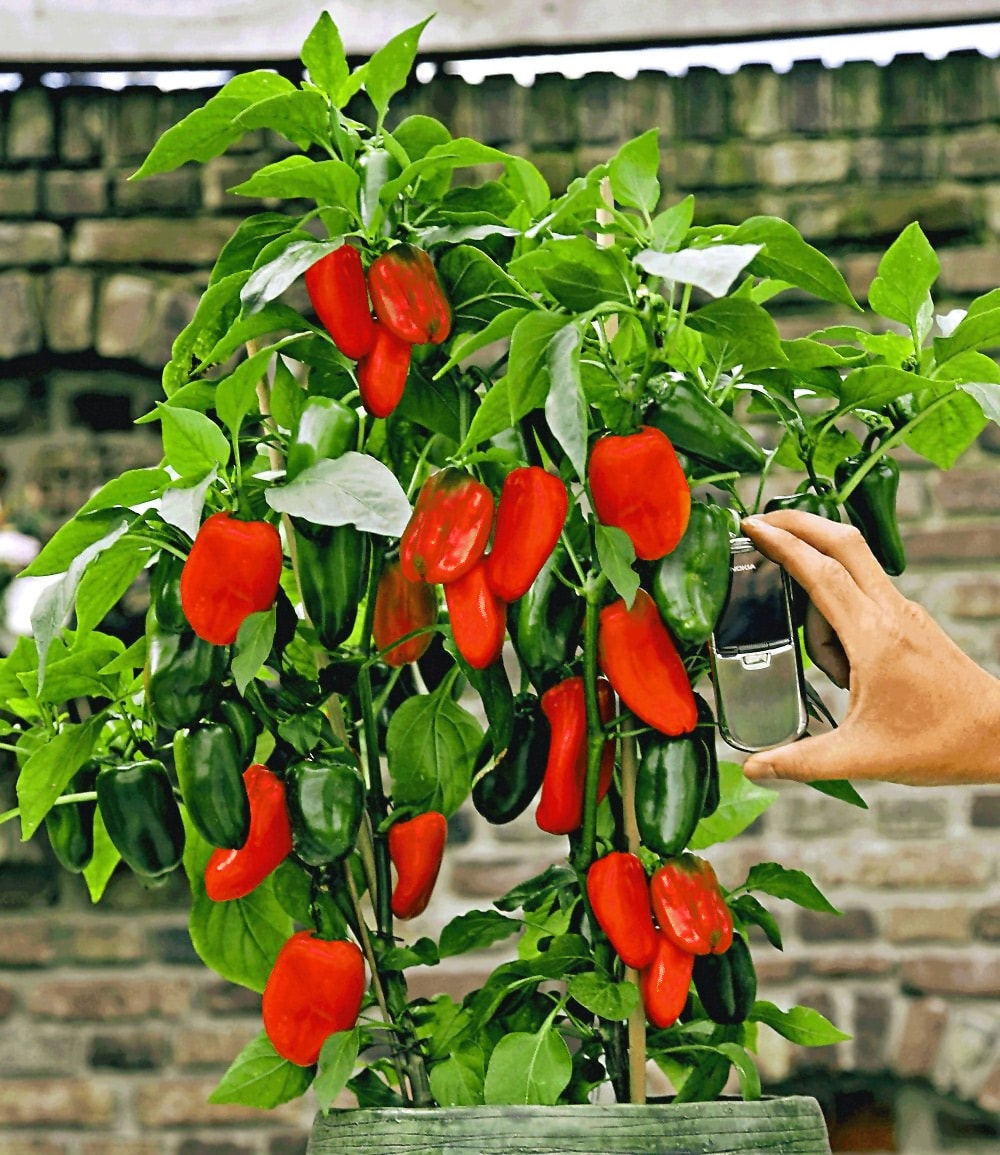 Pflanzenmix für Hochbeete 'Paprika - Chili'