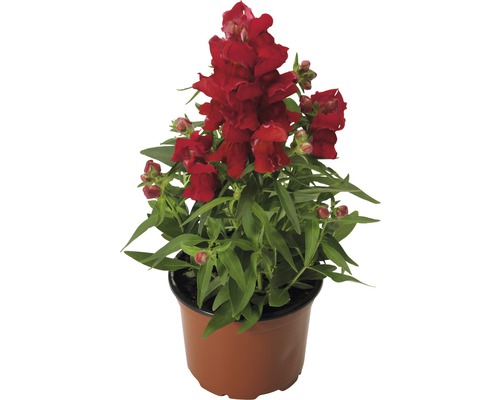 Leeuwenbek FloraSelf Antirrhinum majus Ø 10,5 cm pot