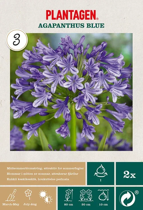 Plantagen Afrikas blå lilje 'Agapanthus Blue' 2 pk