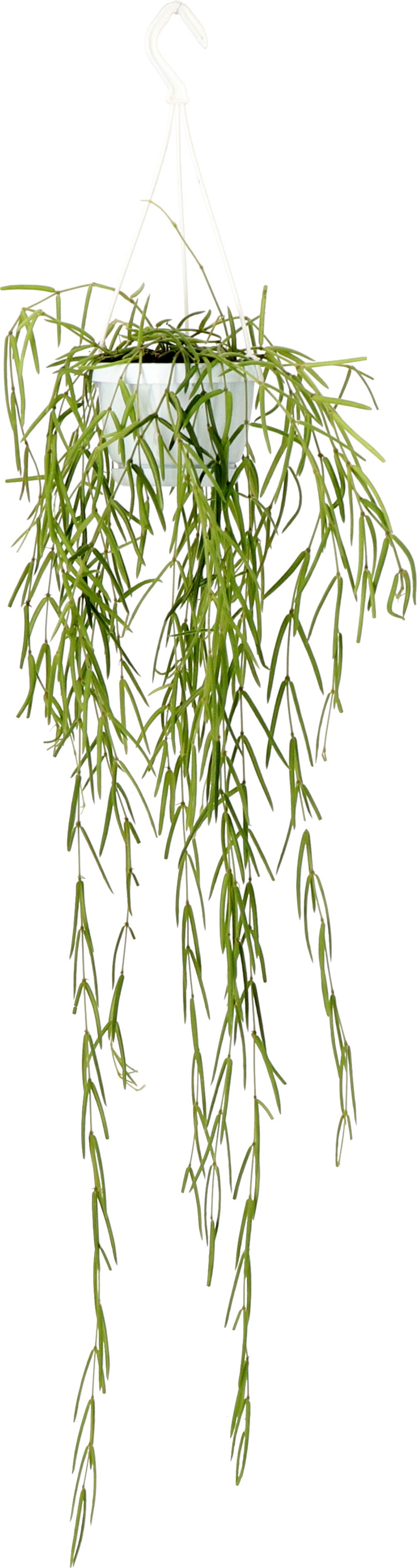 Smalle wasbloem in hangpot (Hoya linearis) D 12 H 35 cm