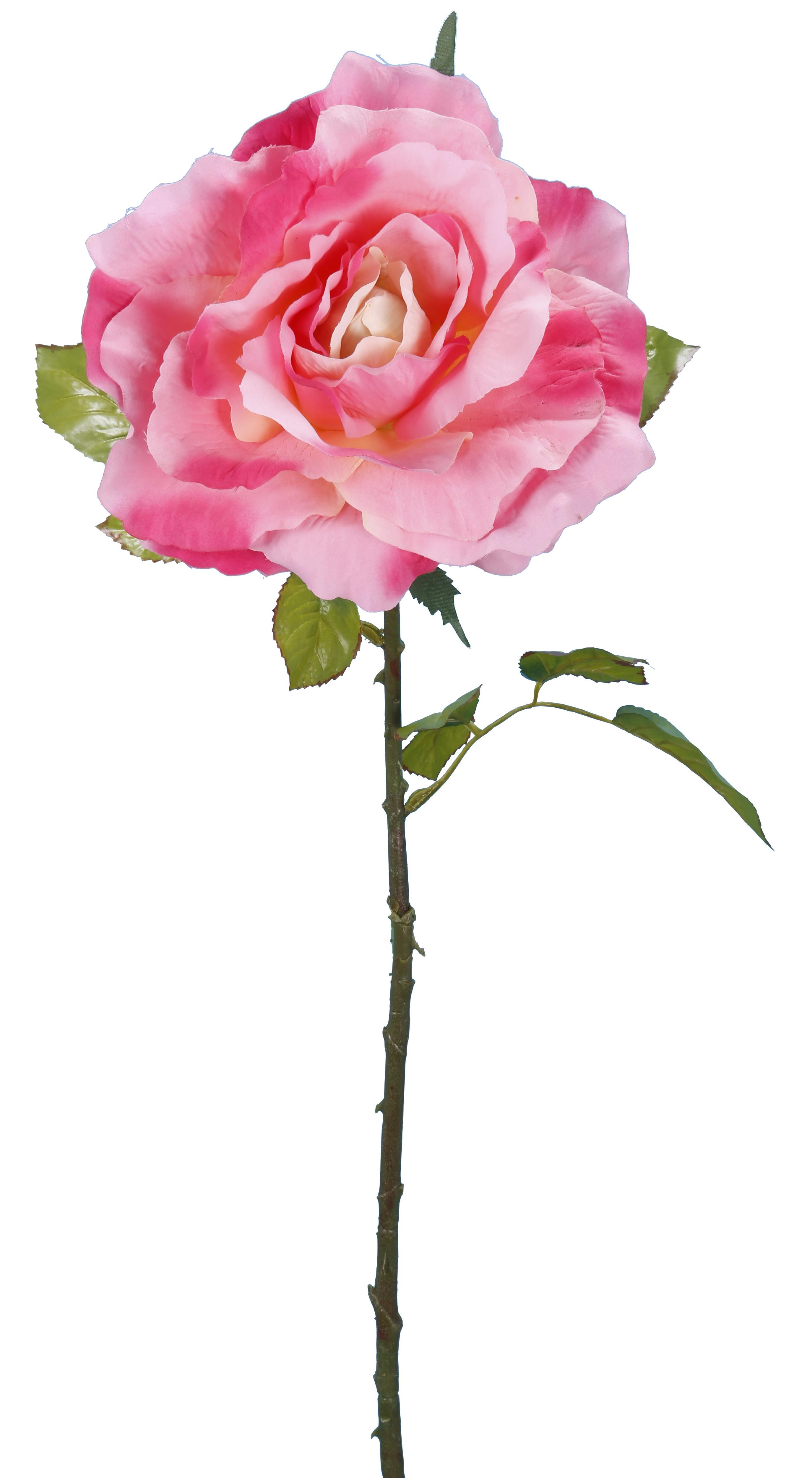 ROSE ROSEH.102CM