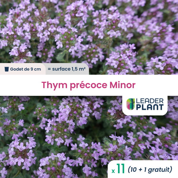 11 x thym précoce minor en godet