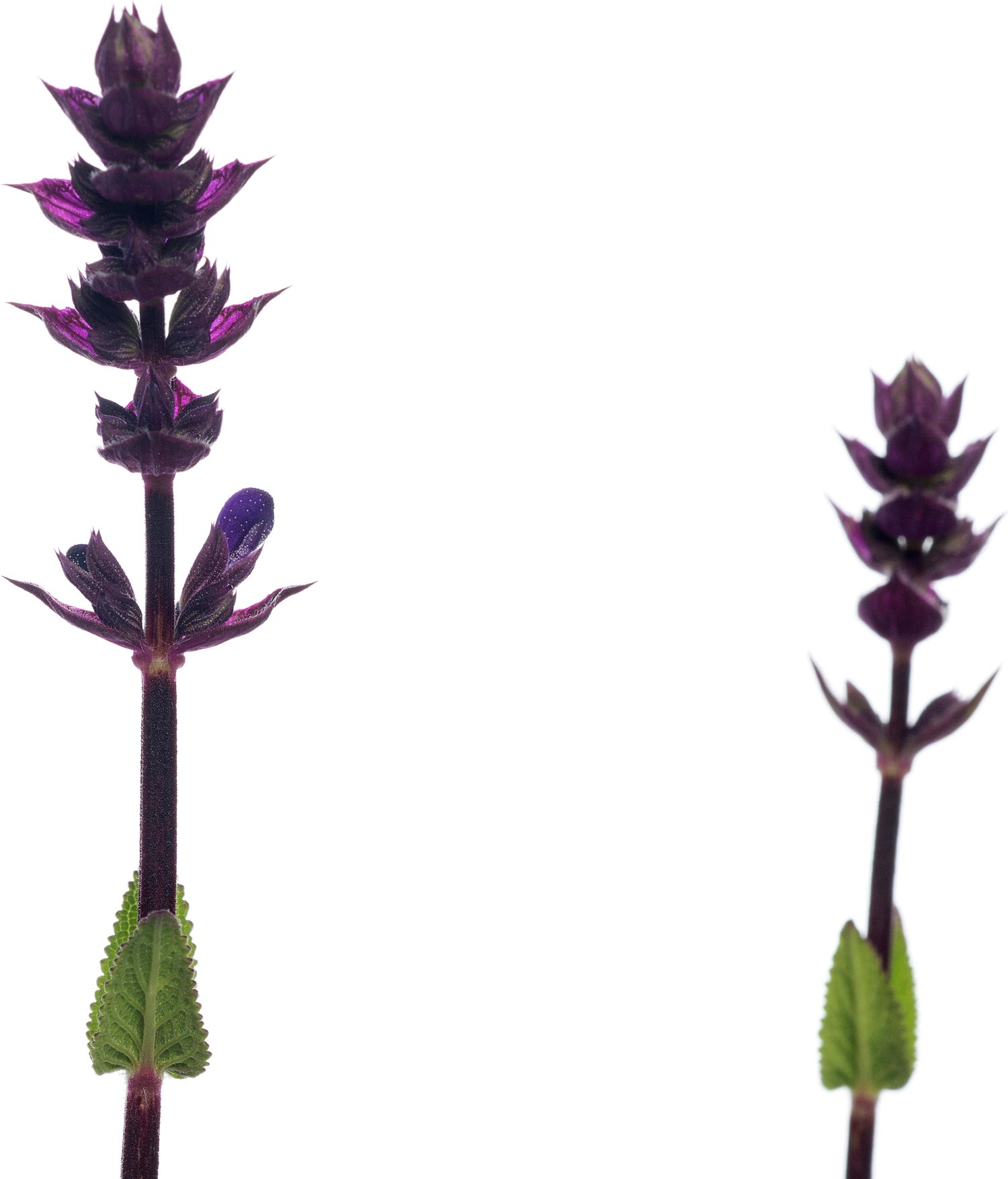 Siersalie (Salvia nemorosa 'Caradonna') D 11 H 10 cm