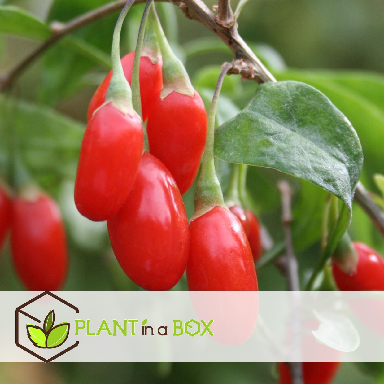 Lycium barbarum - set de 3 - plantes de goji - pot 9cm - hauteur 25-40cm