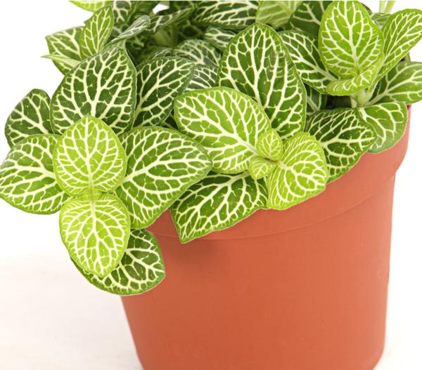 Mosaikpflanze - Fittonia verschaffeltii,
