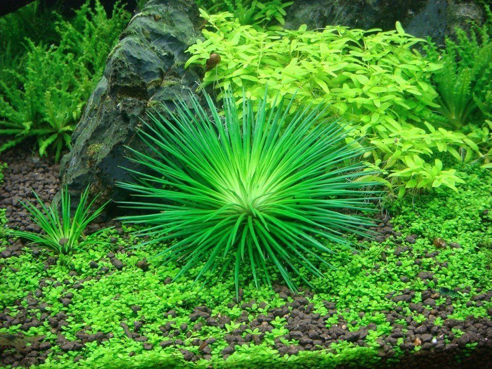 Waterplant Eriocaulon Cinereum