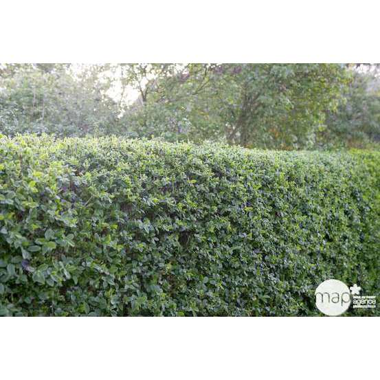 Ligustrum japonicum : H 40/60 cm ctr 4 litres