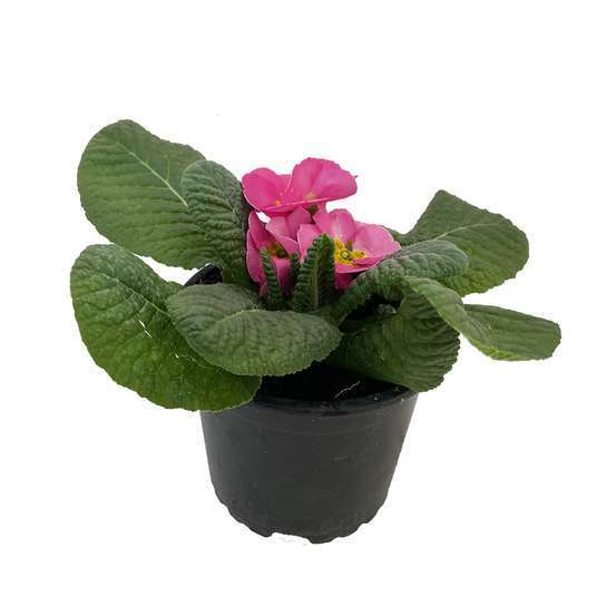 Primevère : pot Ø 11 cm