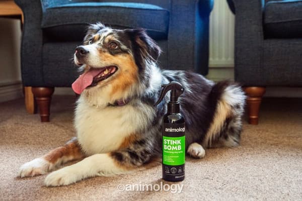 Animologi Stink Bomb Forfriskende Spray