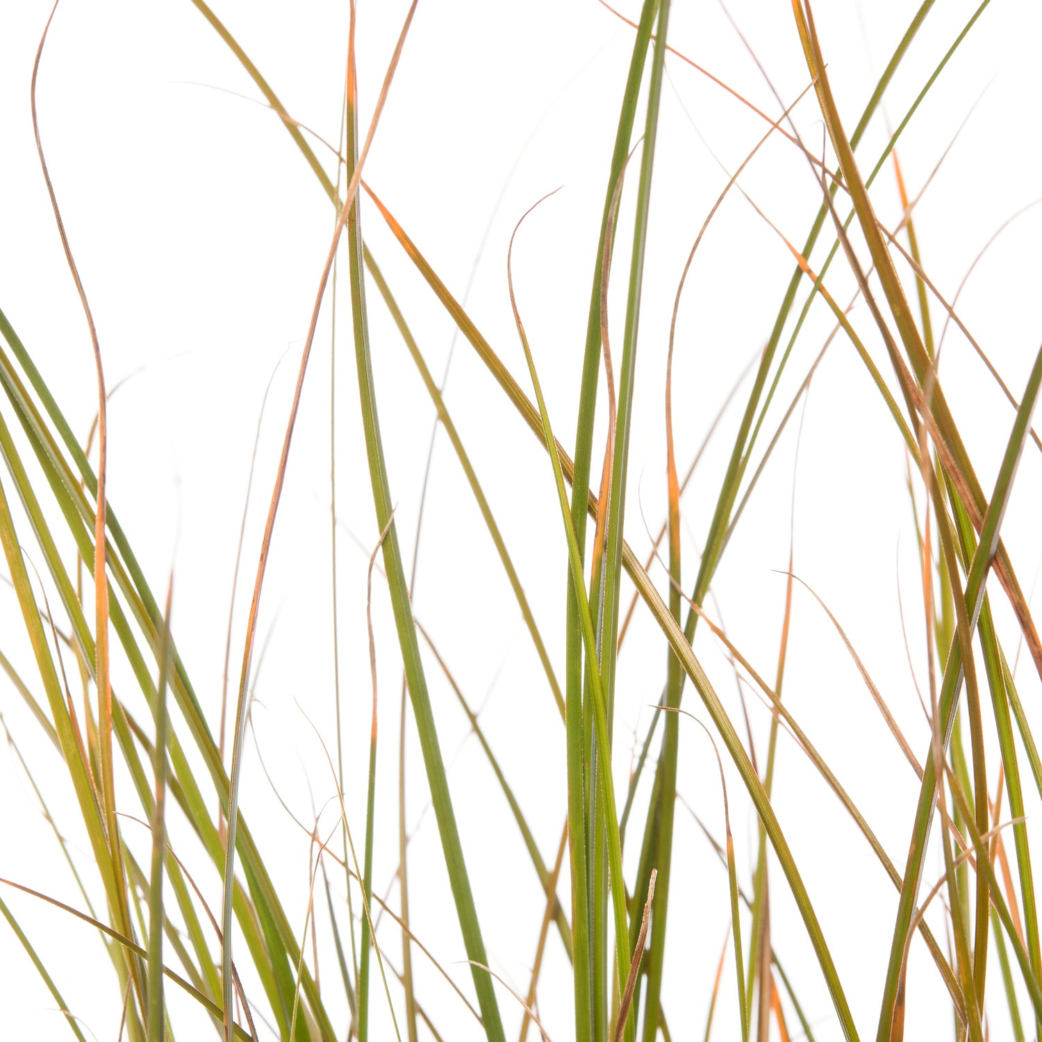 Zegge (Carex testacea 'Prairie Fire') D 11 H 10 cm