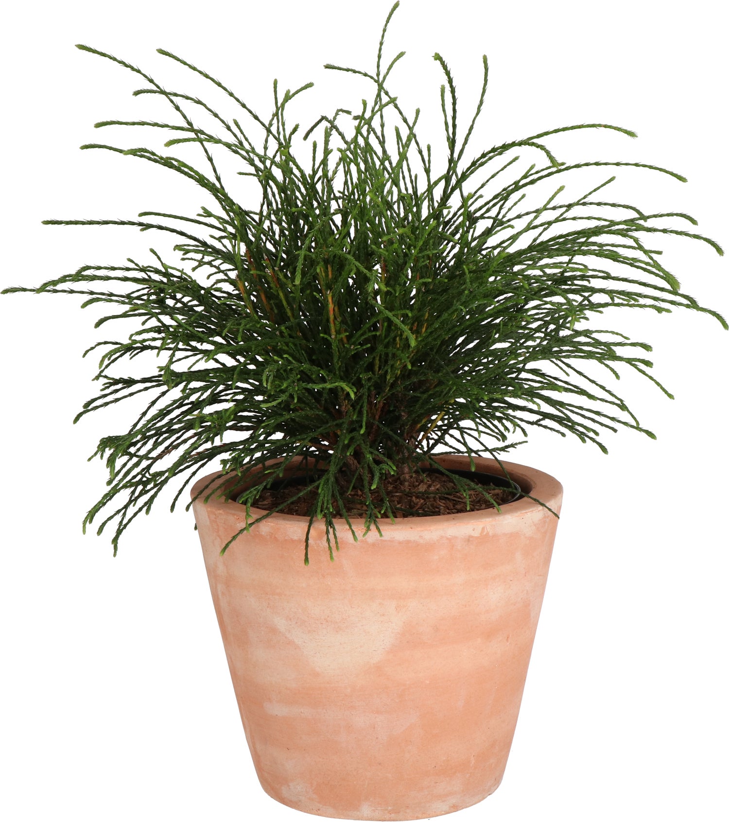 Levensboom (Thuja plicata 'Whipcord') D 23 H 50 cm