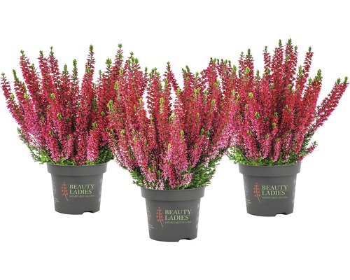 Bud Heather Mix FloraSelf Calluna vulgaris 'Beauty Ladies' Ø 11 cm pot, willekeurige variëteitselectie, effen kleur