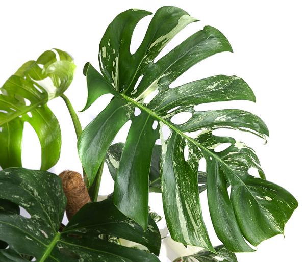 Fensterblatt - Monstera deliciosa 'Variegata'