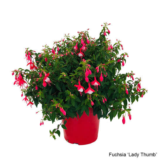 Fuchsia fleuri, variété variable : 7 Litres