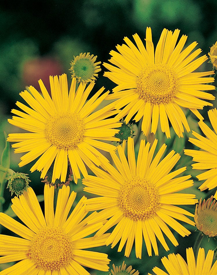 Koeienoog (Buphthalmum salicifolium) D 11 H 10 cm