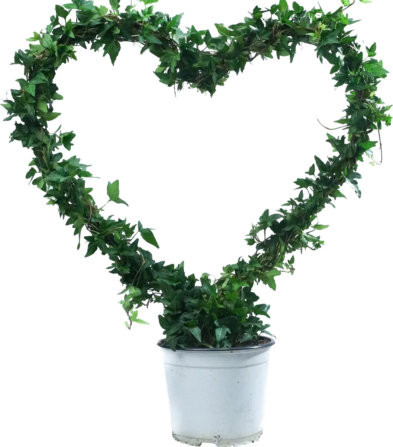 Hedera helix Eføy Høyde 65 cm