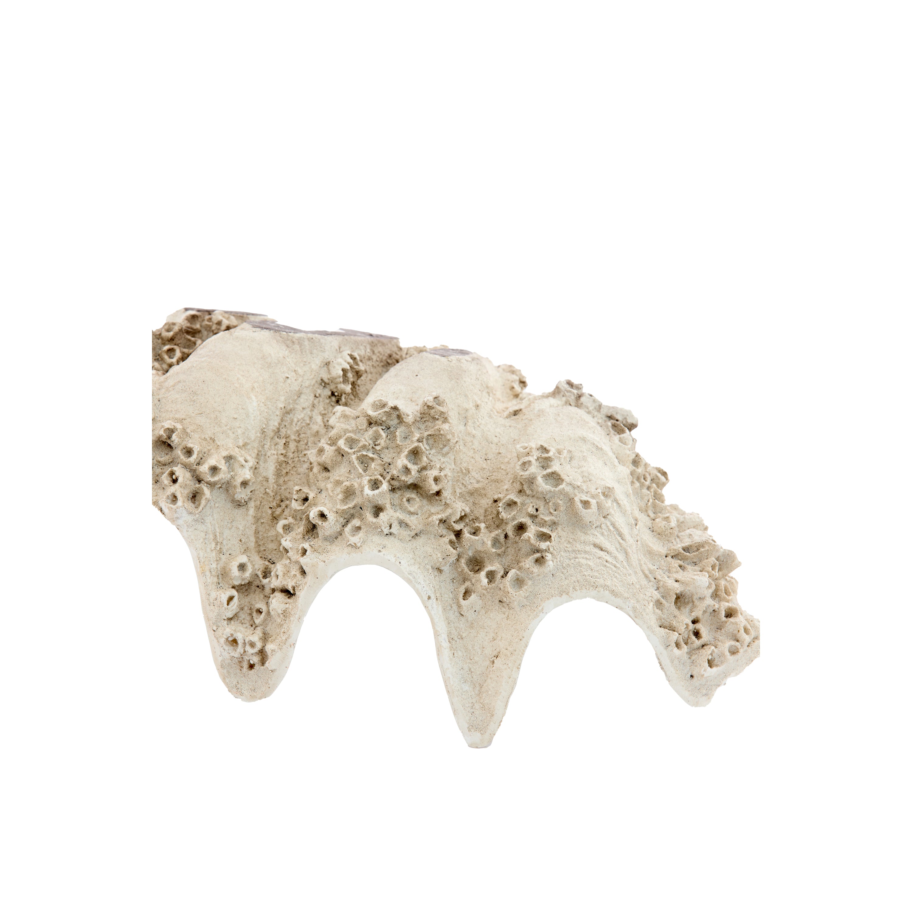 Light & Living - Ornament SHELL - 52x28x18cm - Bruin