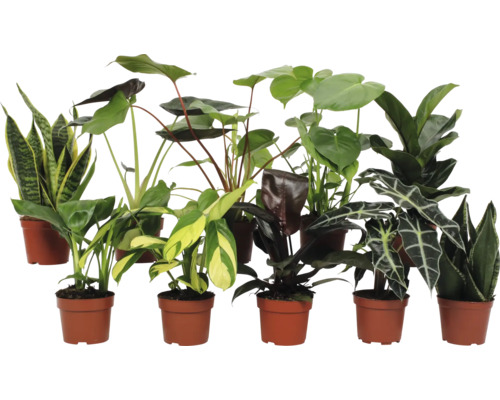 Kamerplant Groen Mix Luxe FloraSelf Ø 12 cm pot willekeurige selectie van soorten