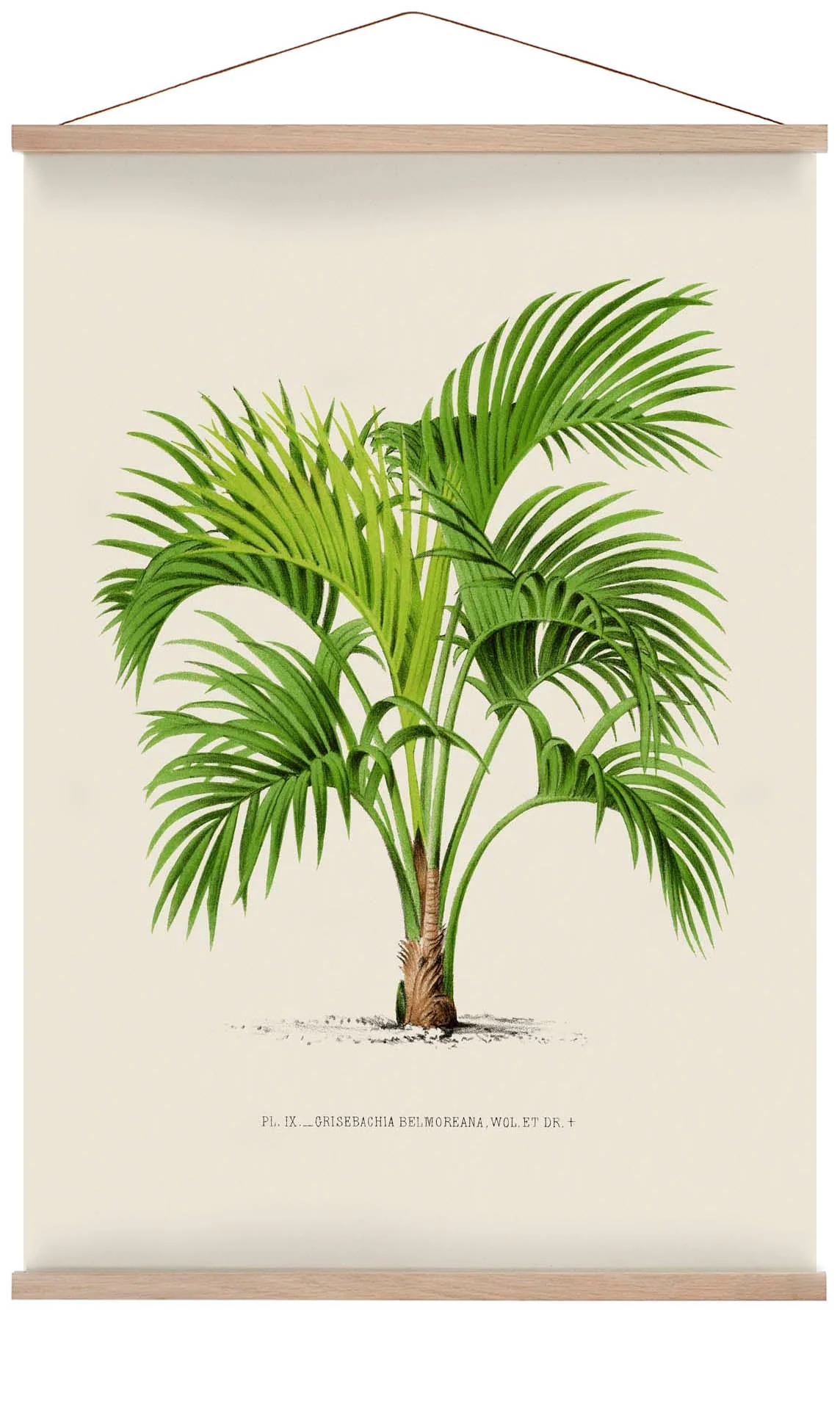 Grisebachia Belmoreana Palm Tree Kunstdruck