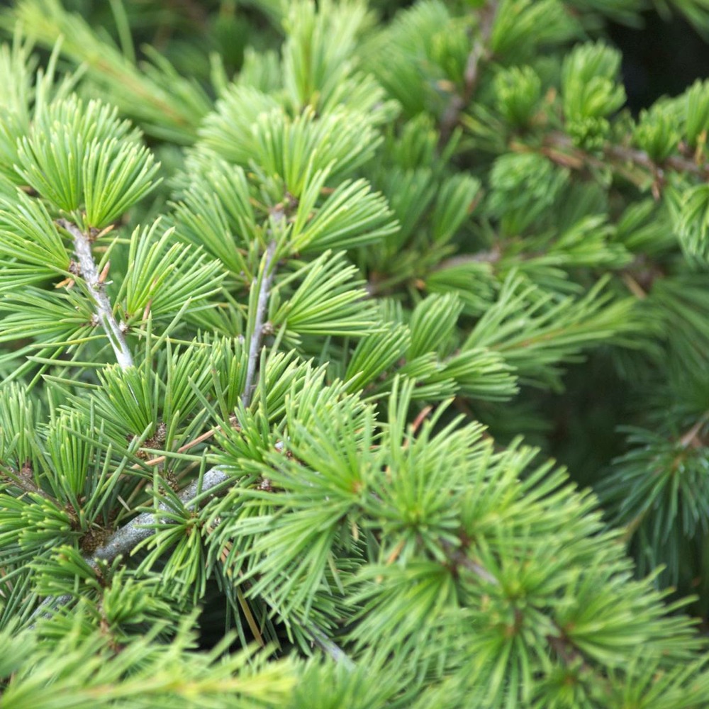 Cèdre du liban libani nana/cedrus libani nana[-]pot de 3l - 20/40 cm