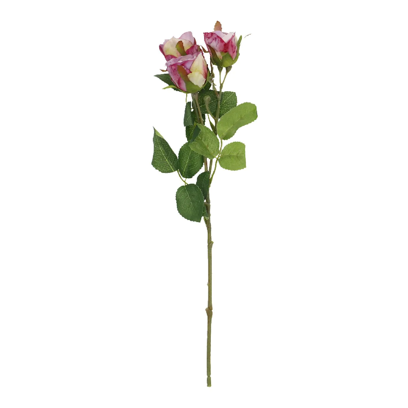 Rose Alina, 3 Blüten/lila, 38 cm