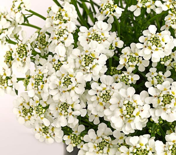 Immergrüne Schleifenblume