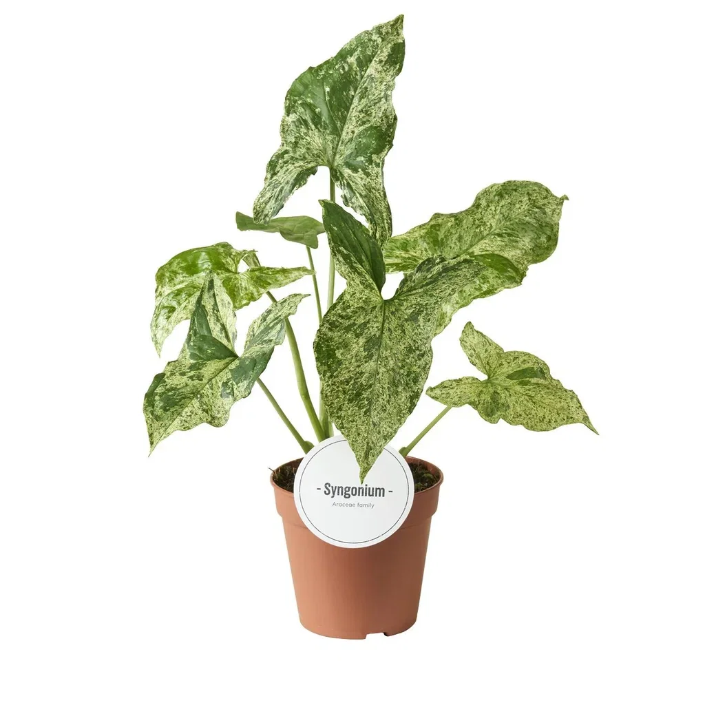 Syngonium podophyllum 'Mottled' Syngonium 'Mottled' Høyde 25 cm