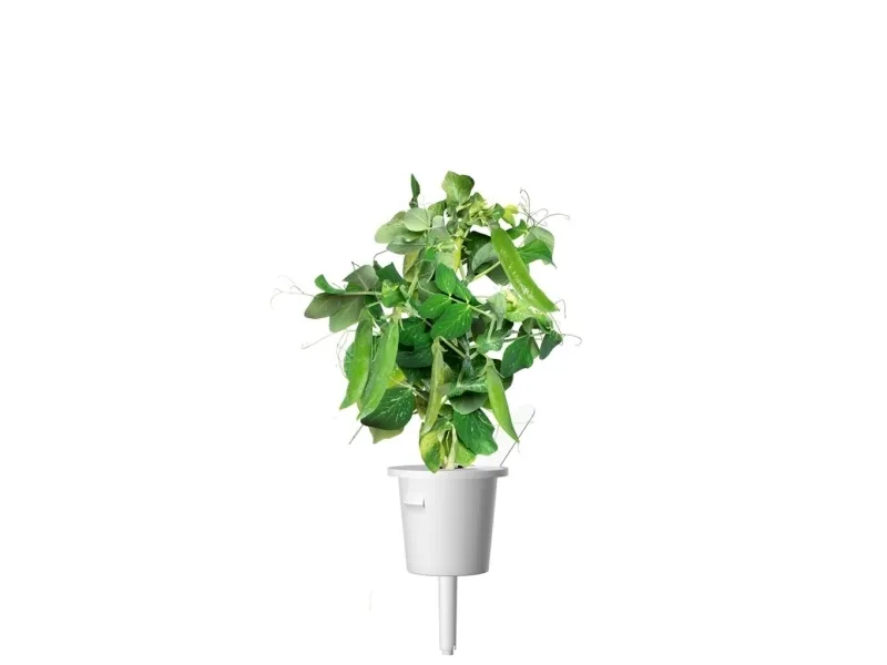Click & Grow SGR54x3, Spiselig plante, Genopfyldning, Hurtig producent (3-5 uger), 7 - 14 dage, 2 måned(er), 18 - 24 °C