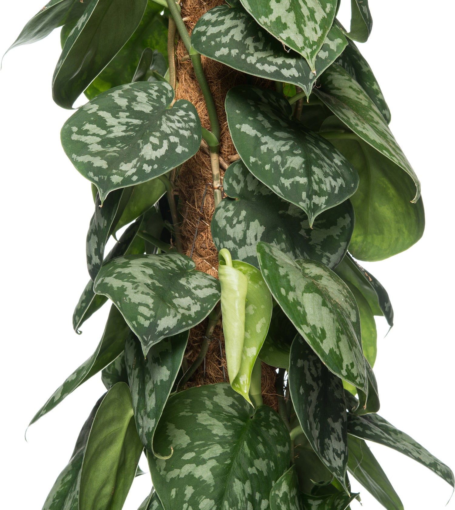 Drakenklimop (Epipremnum pictus 'Trebie') D 27 H 150 cm