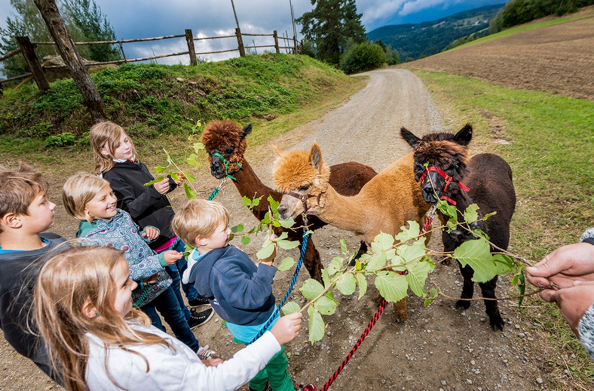 Alpaka Wanderung Niederösterreich