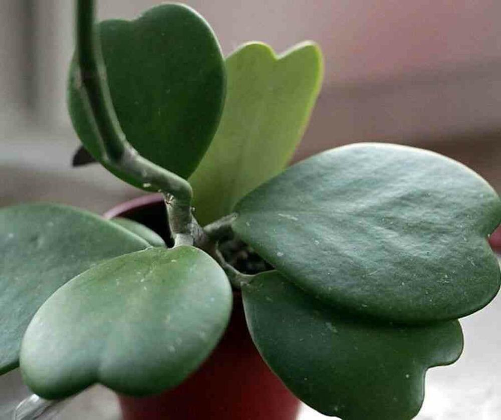 Hoya kerrii feuille en forme de coeur (fleur de porcelaine, fleur de cire) taille pot de 2 litres - 20/40 cm -