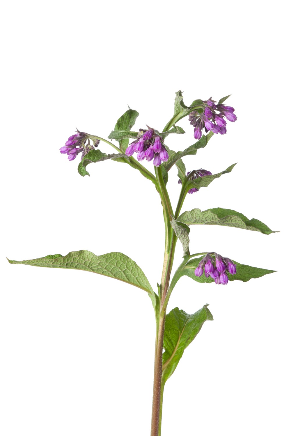 Sachet de graines de consoude (symphytum officinale ) - sachet de 0,3 grammes - petite entreprise française - made in france