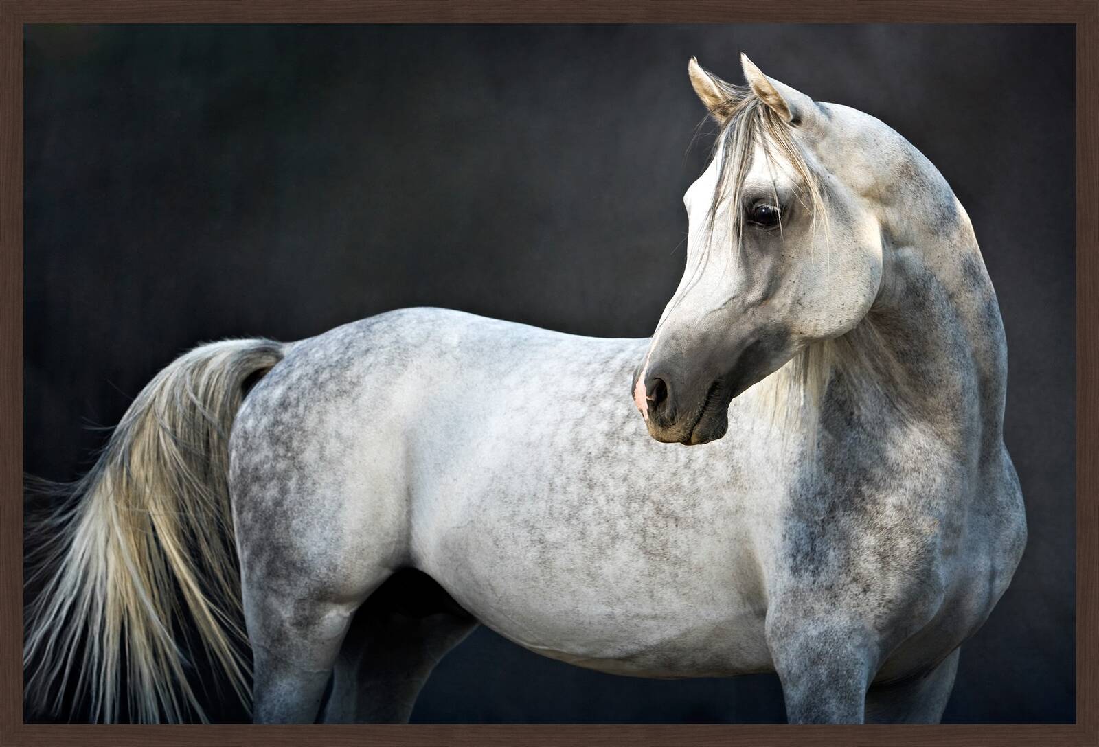 Arabian Stallion II by Tariq Dajani - Limited Edition. Edition of: 100. Signed.