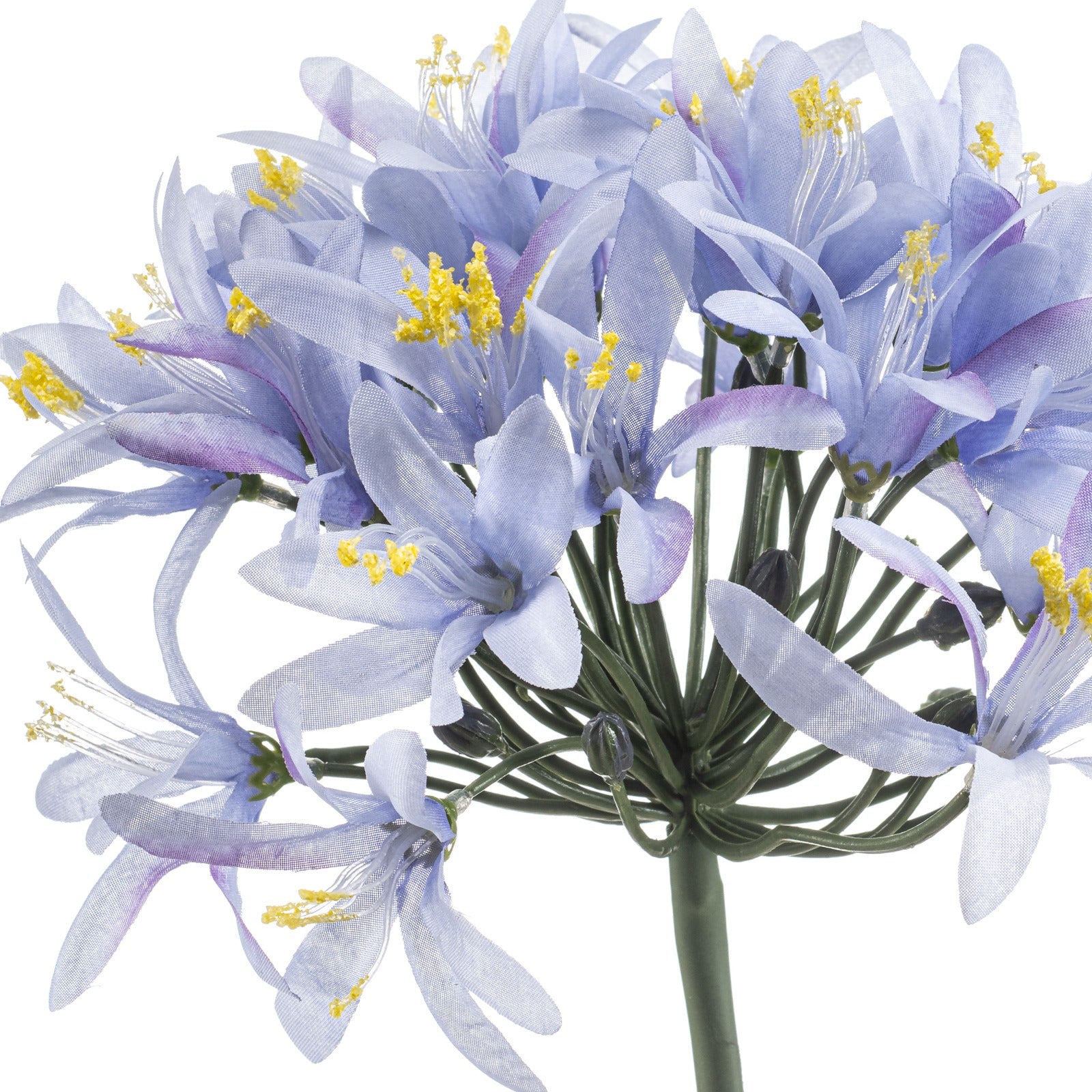 Fleurdirect Kustbloem Agapanthus Blauw -  - 0x80x0cm (BxHxD)