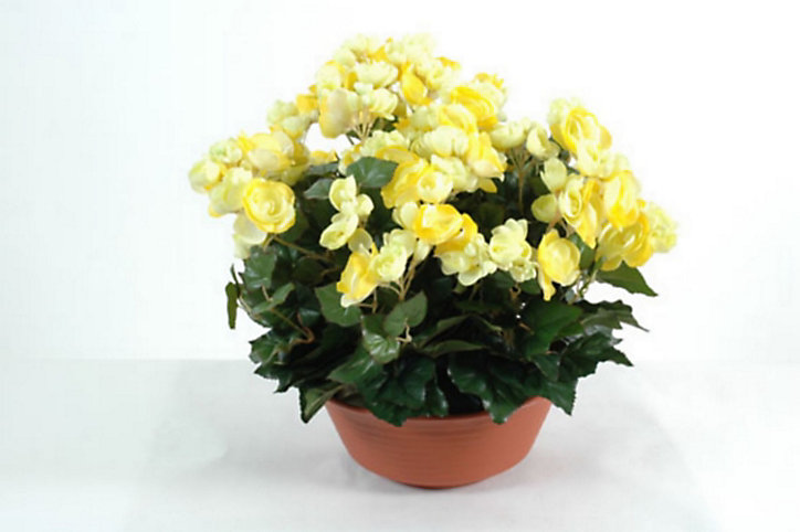 Coupe Begonia artificiel 3 piquets