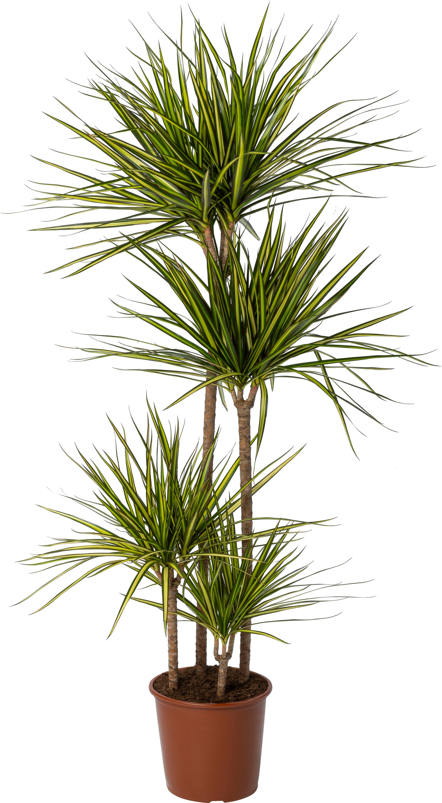 Drakenbloedboom (Dracaena marginata 'Golden Dragon') D 24 H 150 cm