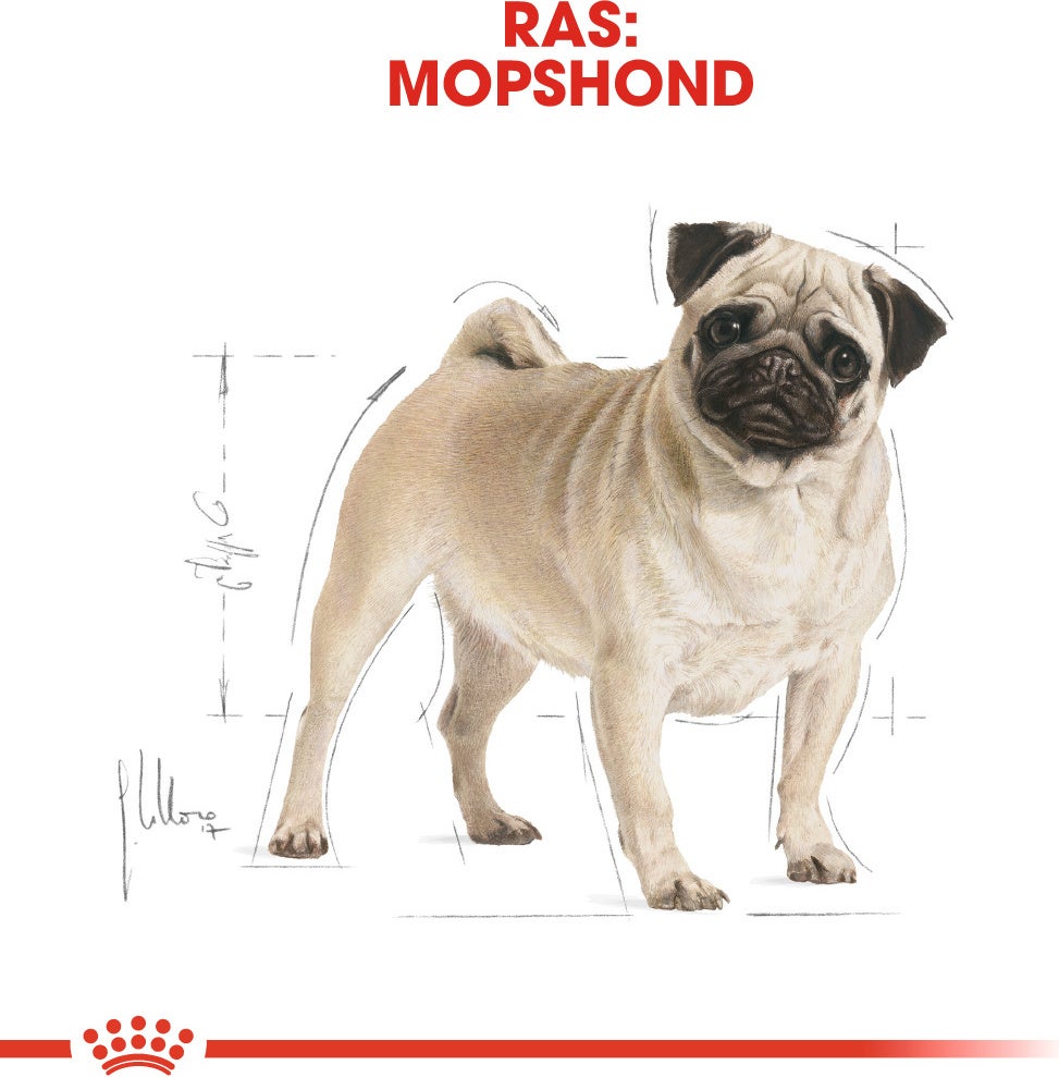 Royal Canin hondenvoer Pug (mopshond) adult 1,5 kg