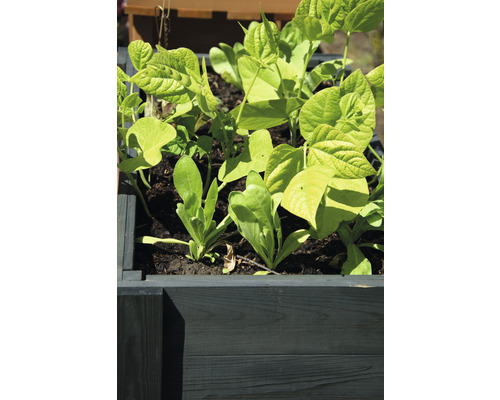Verhoogde tuinbak op palen Dobar Auvergne incl. beplantingsliner 80 x 40 x 78 cm antraciet
