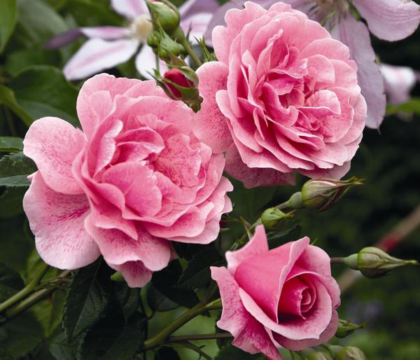 Kletterrose 'Camelot®'