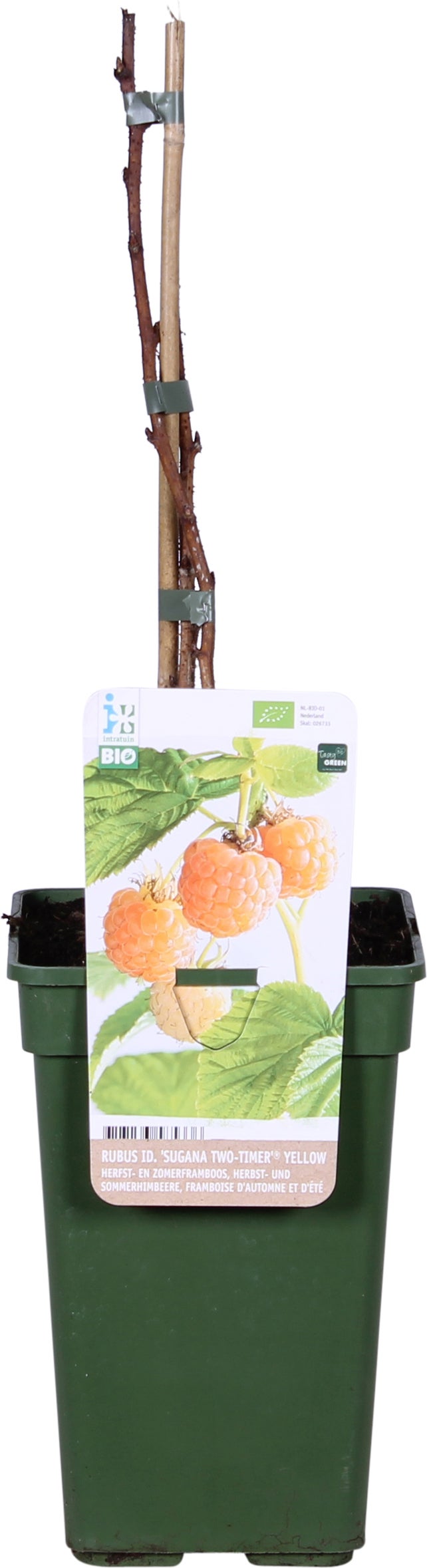 Intratuin biologische Gele Framboos (Rubus idaeus 'Twotimer Sugana Yellow') D 13 H 45 cm