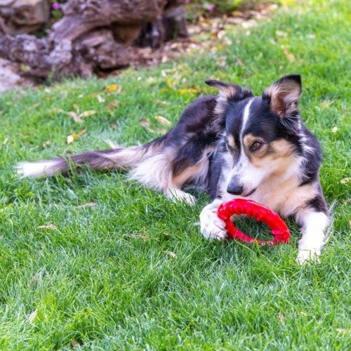 Anel de brinquedo Ferplast vermelho para higiene dental de cães