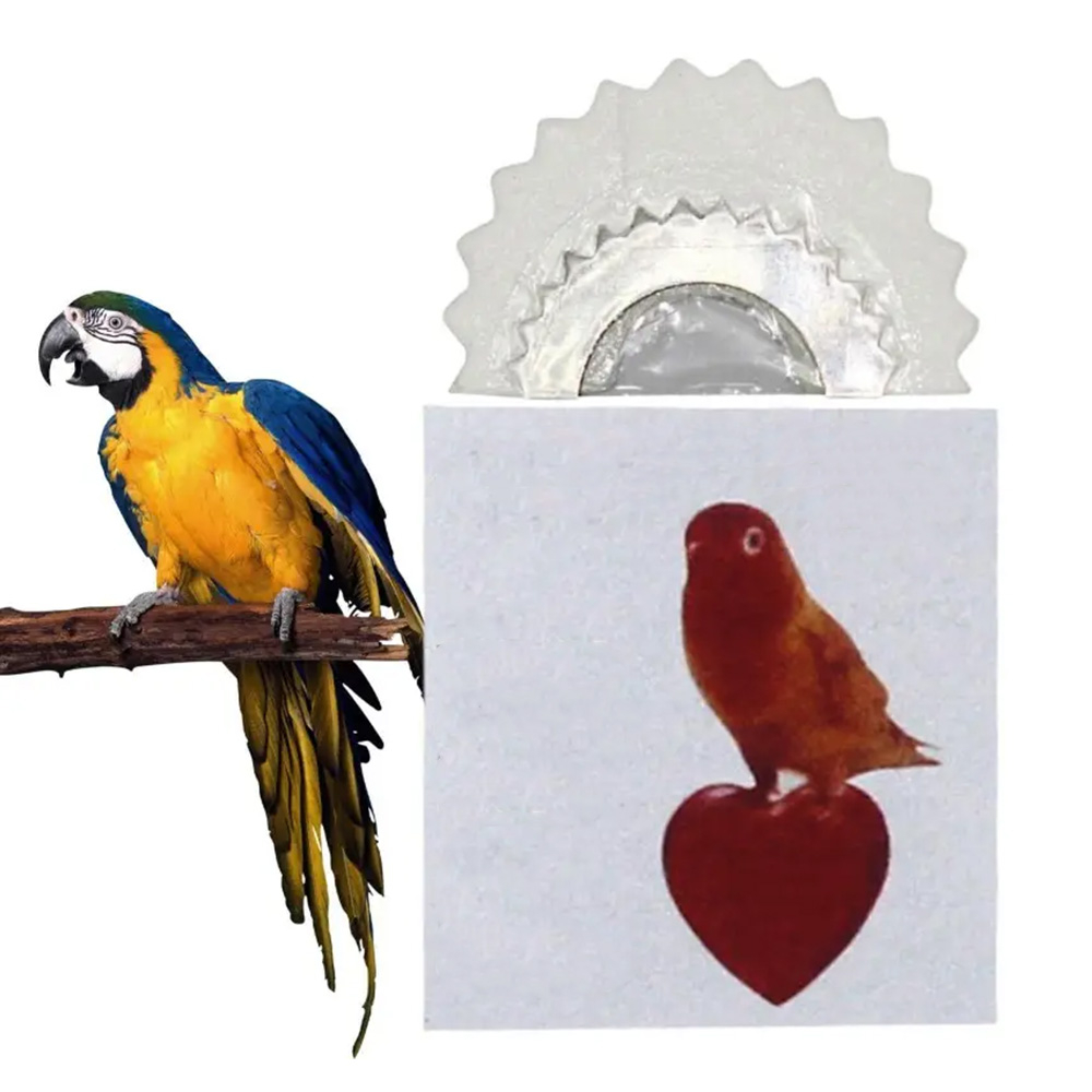 Gaumenpfeiferl Vogelpfeiferl Vogelstimmen Imitations Nachtigallflöte Zungenspiel Vogelgezwitscher
