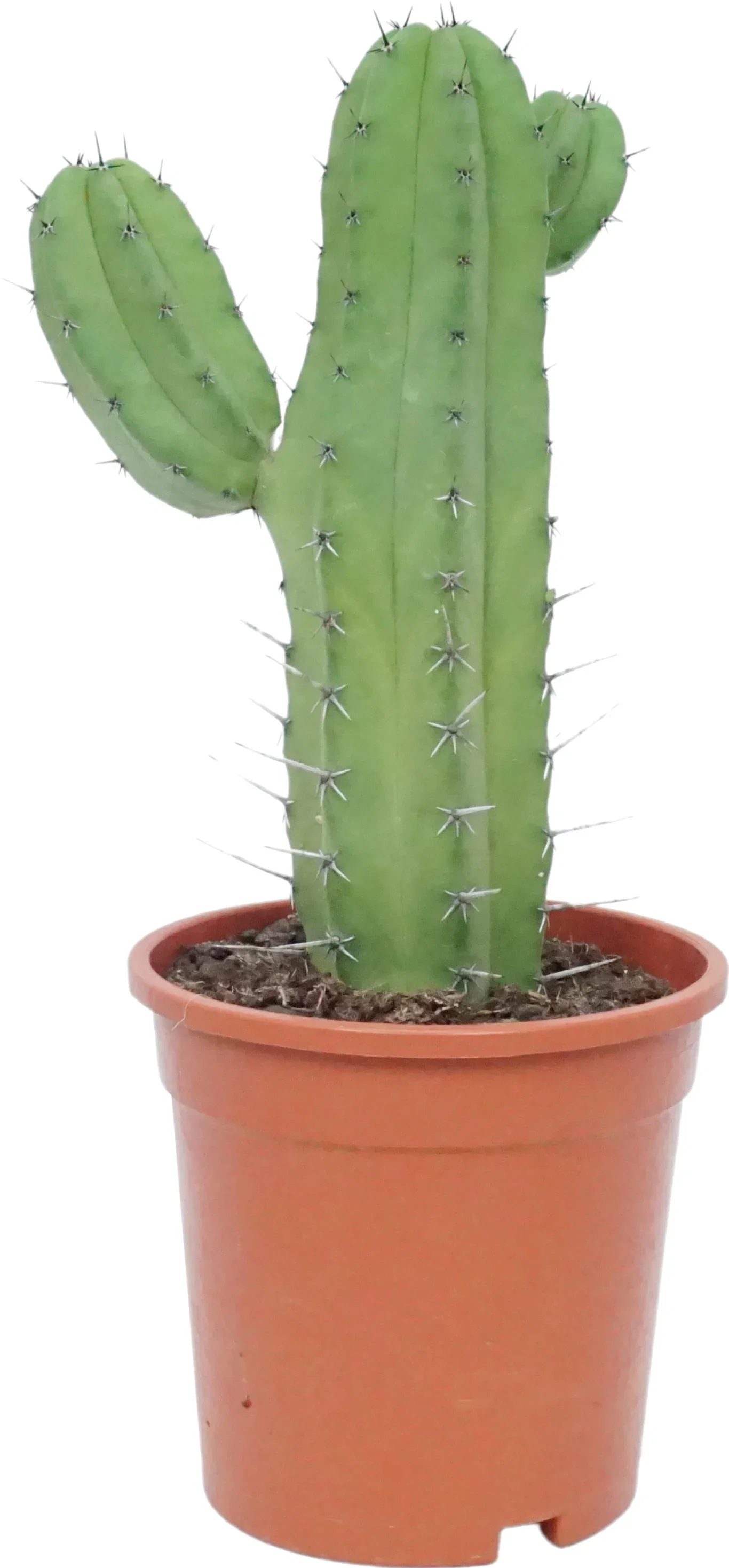 Polaskia chichipe, Vatricania guentheri, Pilosocereus azureus, Pilosocereus gounellei & Pilosocereus braunii Kaktus miks Høyde 35 cm