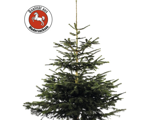 Nordmannspar, Nedersaksen, 150-200 cm hoog, gekapte kerstboom uit duurzame en regionale teelt