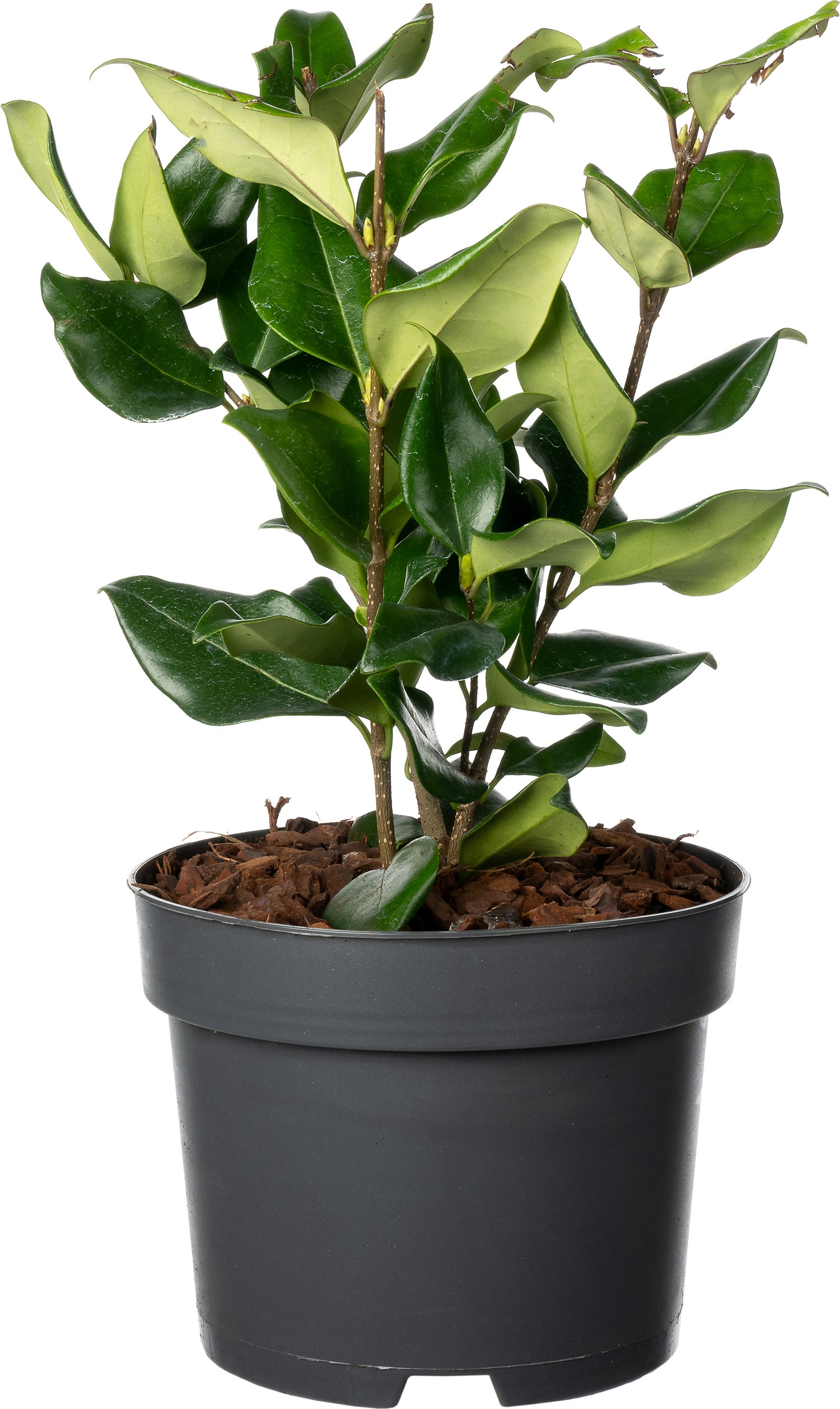 Japanse Liguster (Ligustrum japonicum 'Texanum') D 17 H 25 cm