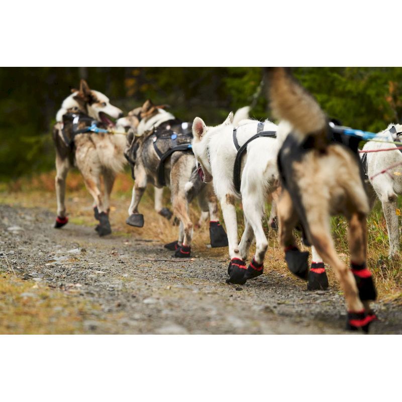 Solid Socks x 4 - Chaussettes pour chien