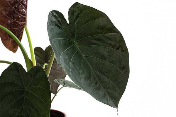Pfeilblatt - Alocasia 'Wentii'