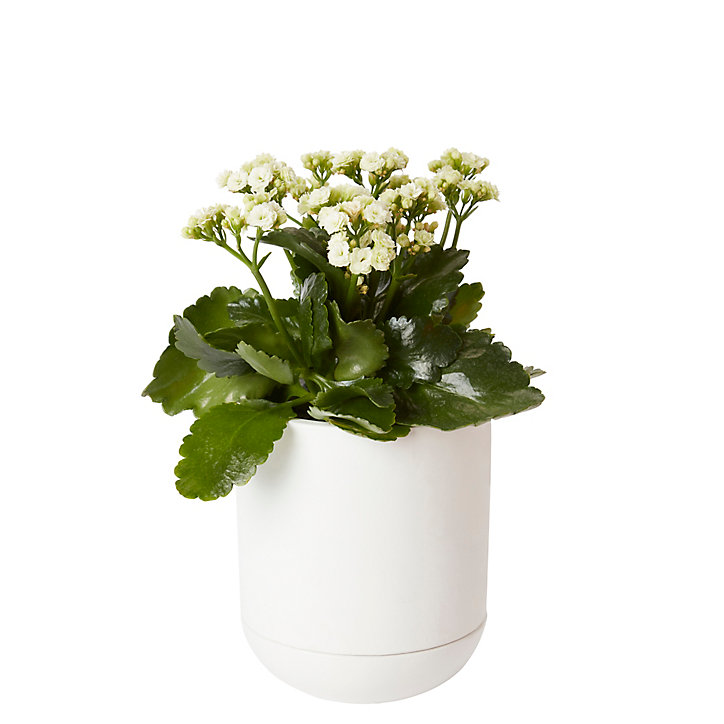 Pot rond émaillé blanc ø12 cm avec soucoupe